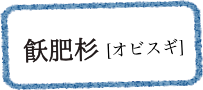 飫肥杉